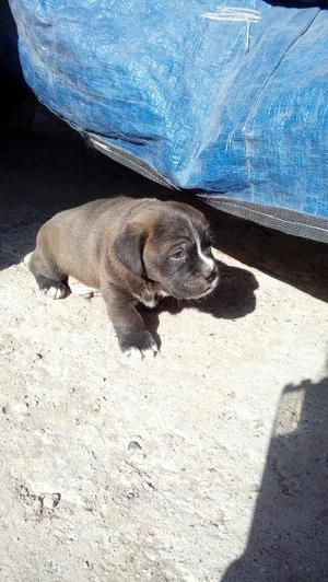 Vendo Perritos de Raza Pequeña