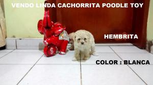 Vendo Preciosa Cachorrita Poodle Toy SOLO FAMILIAS ///////