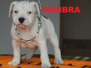 Venta de Cachorros American Bully