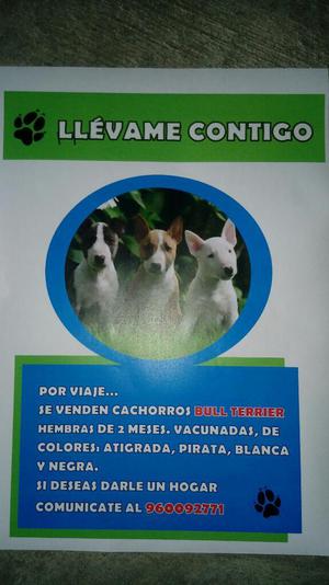 Venta de Cachorros Bull Terrier