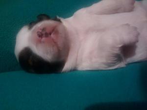 Venta de Perro Shihtzu