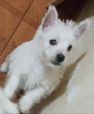 West Highland White Terrier con Pedigree