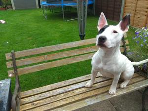 bull terrier lindos