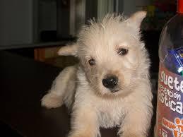 cachorrita scotish terrier trigo a 500 soles tlf 