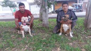 cachorros pitbull bull estandar