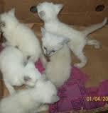 lindos gatitos siameses de 45 dias a 50 soles tlf 