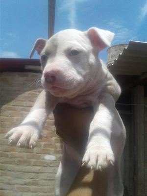 pitbull red nose y silver fawn