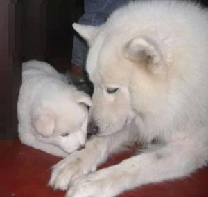 samoyedo 2 meses y 20 dias llamar .S 500