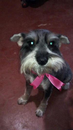 vendo cachorritos schnauzer