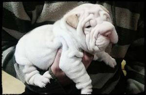 vendo cachorros sharpei