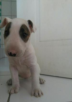 Bull Terrier 1 Mes