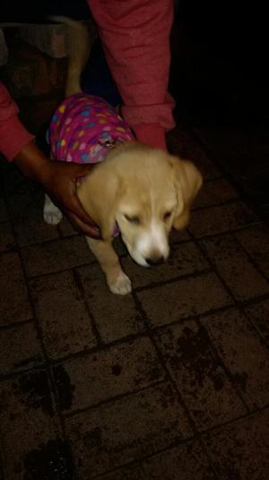 Cachorra en Venta labrador