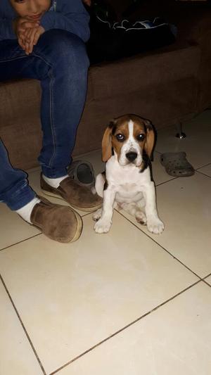 Cachorro Beagle Tricolor