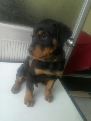 Cachorro Rottweiler Raza Pura