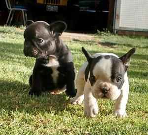 Cachorros Bulldog Francés