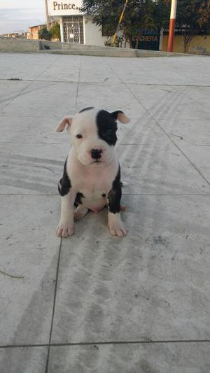 Cachorros Pitbull