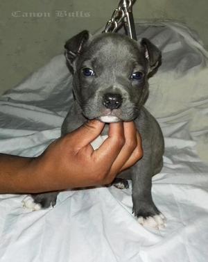 Imponente American Bully 2 Meses blue padres presentes