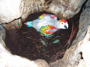 Información Y Veterinaria de Aves