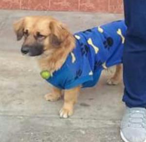 Lindo Pekines en Adopción