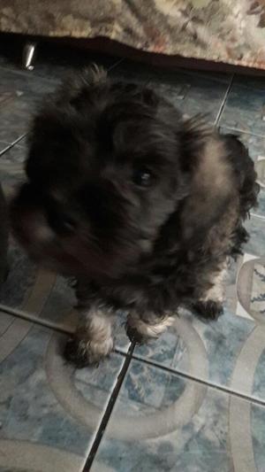 Lindos Cachorritos