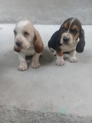 Vendo Cachorros Basset Hound