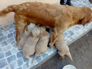 Vendo Cachorros Golden Retriever