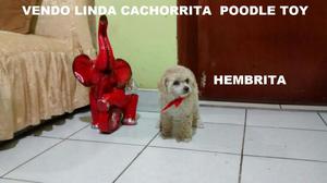 Vendo Hermosa Cachorrita Poodle Toy LINEA ARGENTINA