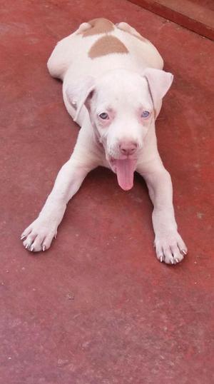 vendo cochorro pitbull 400 negociable por motivos de viaje