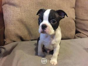 Boston Terrier