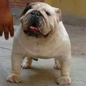 Bulldog Ingles Ocasion