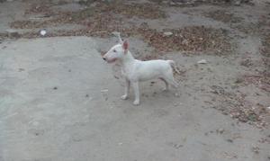 Busco Bull Terrier Macho para Monta