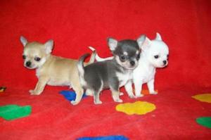 Cachorritos Chihuahuas Toy