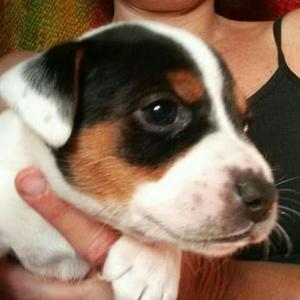 Cachorritos Jack Rusell