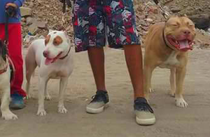 Cachorros pitbull