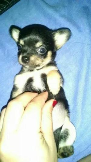 Chihuahuas en Venta