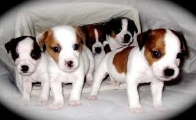 Jack Russell Terrier Tricolores Patas Cortas