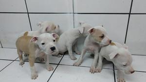 Pit Bull. Originales a 350 Soles