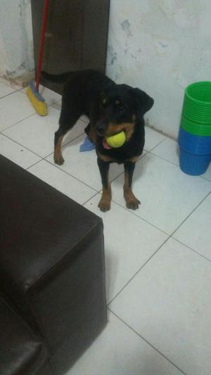 Rottweiler Hembra de 3 Meses.