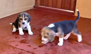 Vendo Hermozos Cachorros Beagles