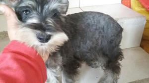 Venta de Schnauzer