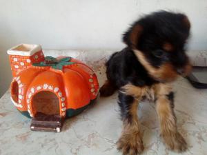 Yorshire Terrier Machito Mini