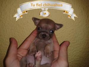 chihuahua fiel amigo toy champang miniaturas padres