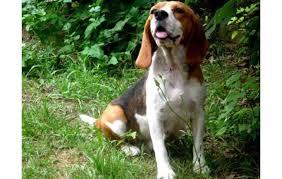 doy en adopcion beagle tricolor pura pedigreee