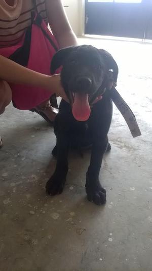 labrador negro