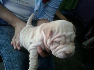 sharpei disponible