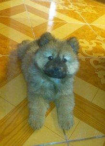 vendo chow chow