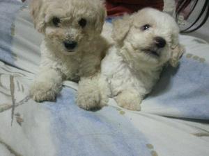 BICHON FRISE HERMOSOS