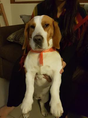 Beagle Bicolor Busca Novia
