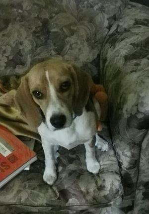 Beagle Machito 5 Meses