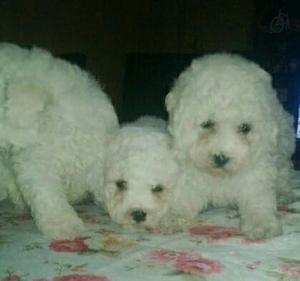 Bichon Frise